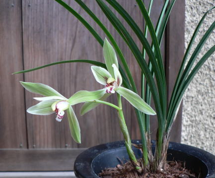 日本春蘭　梅弁紫花『紫宝』4本立 韓国春蘭　中国蘭　山野草　多肉植物　東洋蘭 日本春蘭 梅弁紫花『紫宝』4本立 韓国春蘭 中国蘭 山野草 多肉